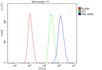 Anti-PBK Antibody