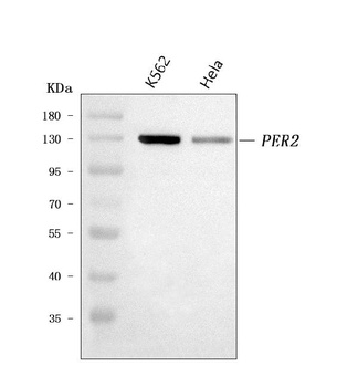 PER2 Antibody