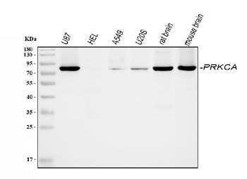 PKC alpha/PRKCA Antibody