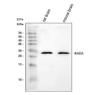 Anti-Rab3A Antibody