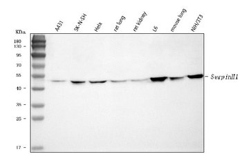 Hsp47/SERPINH1 Antibody