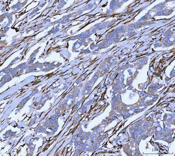 Anti-Hsp47/SERPINH1 Antibody
