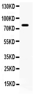 Anti-FE65/APBB1 Antibody