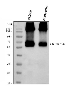 EAAT2/GLT-1/SLC1A2 Antibody