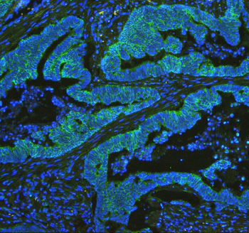 Anti-Cytochrome C/CYCS Antibody