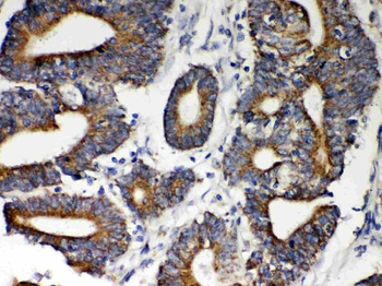Anti-Hsp60/HSPD1 Antibody