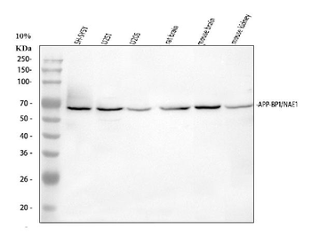 Anti-APPBP1/NAE1 Antibody