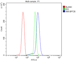 Anti-N myc interactor/NMI Antibody