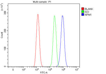 Anti-Nucleophosmin/NPM1 Antibody