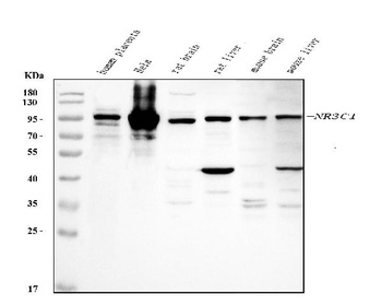Glucocorticoid Receptor/NR3C1 Antibody