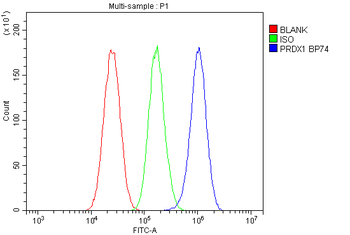Anti-Peroxiredoxin 1/PRDX1 Antibody