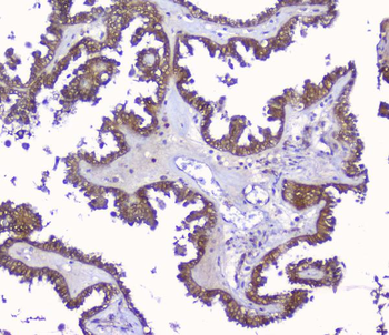 Anti-Peroxiredoxin 6/PRDX6 Antibody