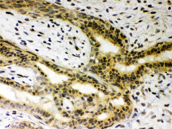 Anti-SIRT6 Antibody
