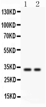 SFRP2 Antibody