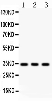 Anti-Caspase-7/CASP7 Antibody