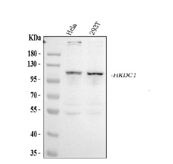 HKDC1 Antibody