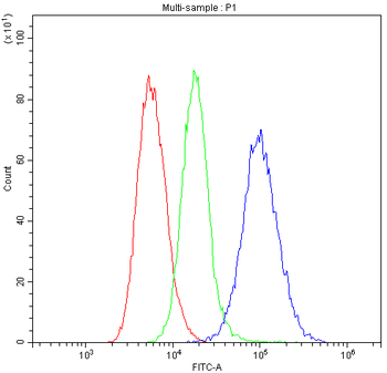 Anti-HLA-C Antibody