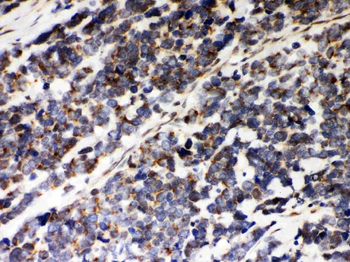 Anti-Peroxiredoxin 5/PRDX5 Antibody