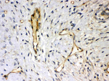 Anti-Syndecan 4/SDC4 Antibody