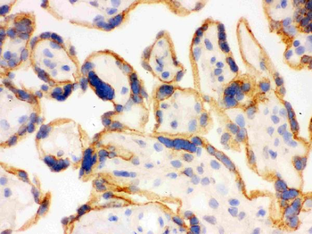 Anti-SHC/SHC1 Antibody