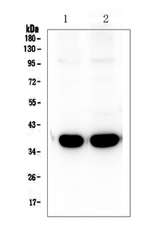 Anti-Synaptophysin/SYP Antibody