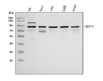 Transcription factor Sp1 SP1 Antibody