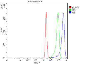 Anti-SSH3BP1/ABI1 Antibody