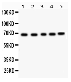 Anti-Acetylcholinesterase/ACHE Antibody