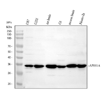 Anti-APH1a Antibody