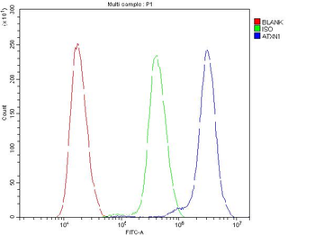 Anti-Ataxin 1/ATXN1 Antibody