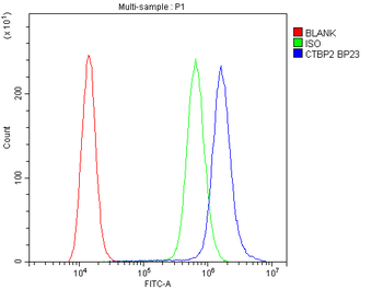 Anti-CTBP2 Antibody