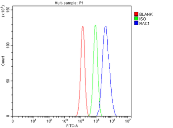 Anti-Rac1 Antibody