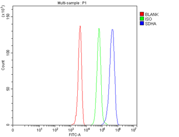 Anti-SDHA Antibody