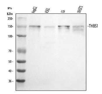 Anti-Thrombospondin/THBS1 Antibody