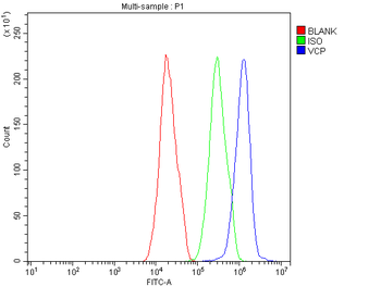 Anti-VCP Antibody