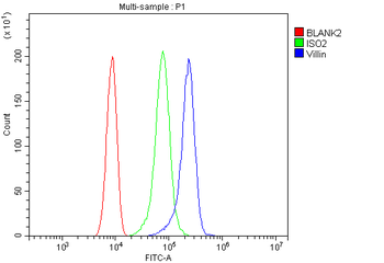 Anti-Villin/VIL1 Antibody