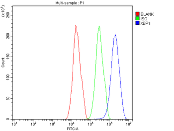 Anti-XBP1 Antibody