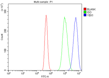 Anti-YB1/YBX1 Antibody