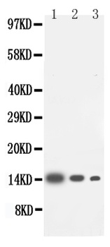 Interleukin-4 IL4 Antibody