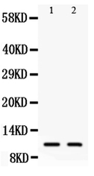 Anti-Eotaxin 3/CCL26 Antibody
