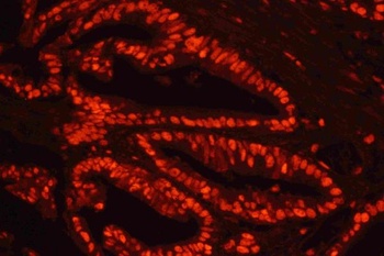 Cy3 Conjugated Avidin Antibody