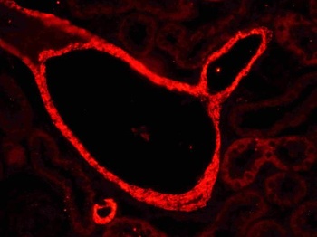 Goat Anti-Rabbit IgG (H+L) Secondary Antibody, Cy3 Conjugated