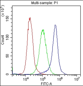 Anti-CD59 glycoprotein CD59 Antibody