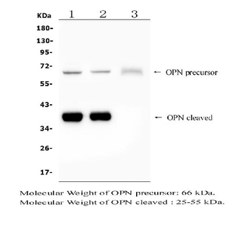 Anti-Osteopontin/SPP1 Antibody