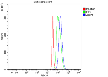 Anti-Aquaporin 1/AQP1 Antibody