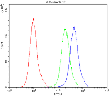 Anti-Aquaporin 2/AQP2 Antibody