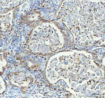 Anti-Aquaporin 4/AQP4 Antibody