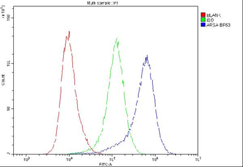 Anti-ARSA Antibody