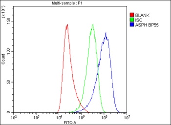 Aspartate beta hydroxylase/ASPH Antibody