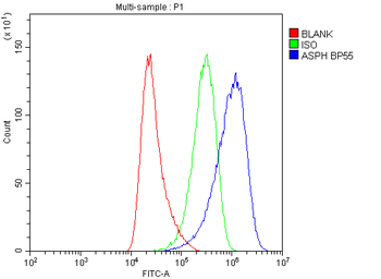 Anti-Aspartate beta hydroxylase/ASPH Antibody